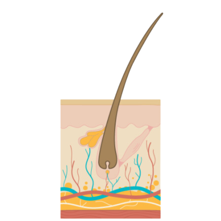 The Hair Growth Cycle -catagen phase