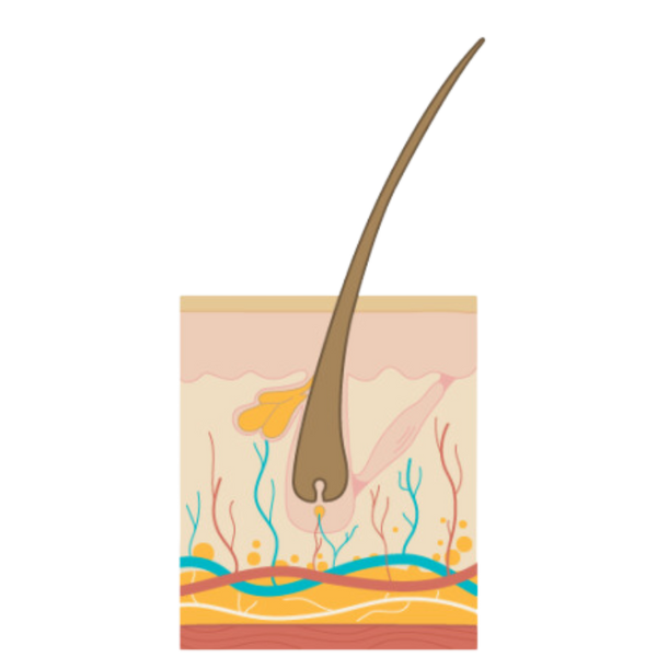 The Hair Growth Cycle -catagen phase