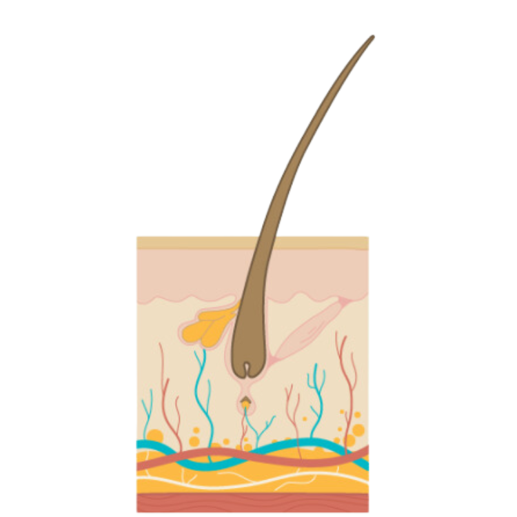 The Hair Growth Cycle - telogen phase