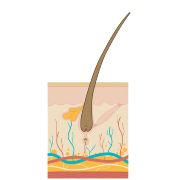 The Hair Growth Cycle - telogen phase