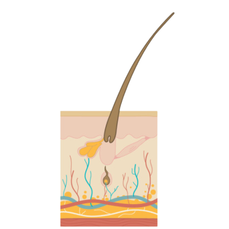 The Hair Growth Cycle - exogen phase