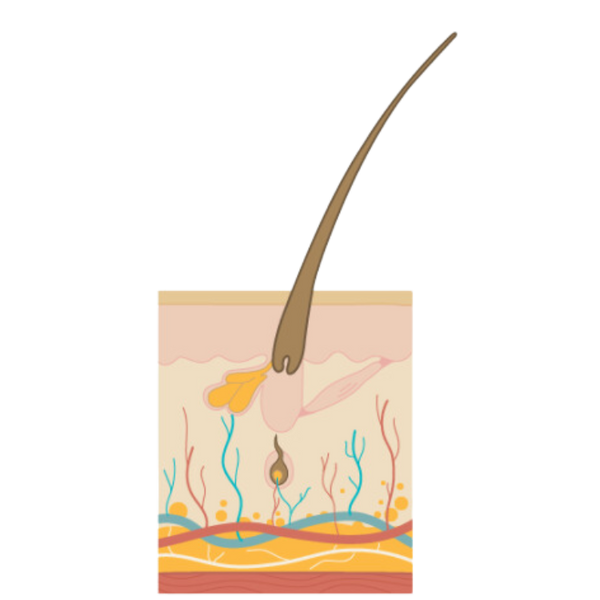 The Hair Growth Cycle - exogen phase