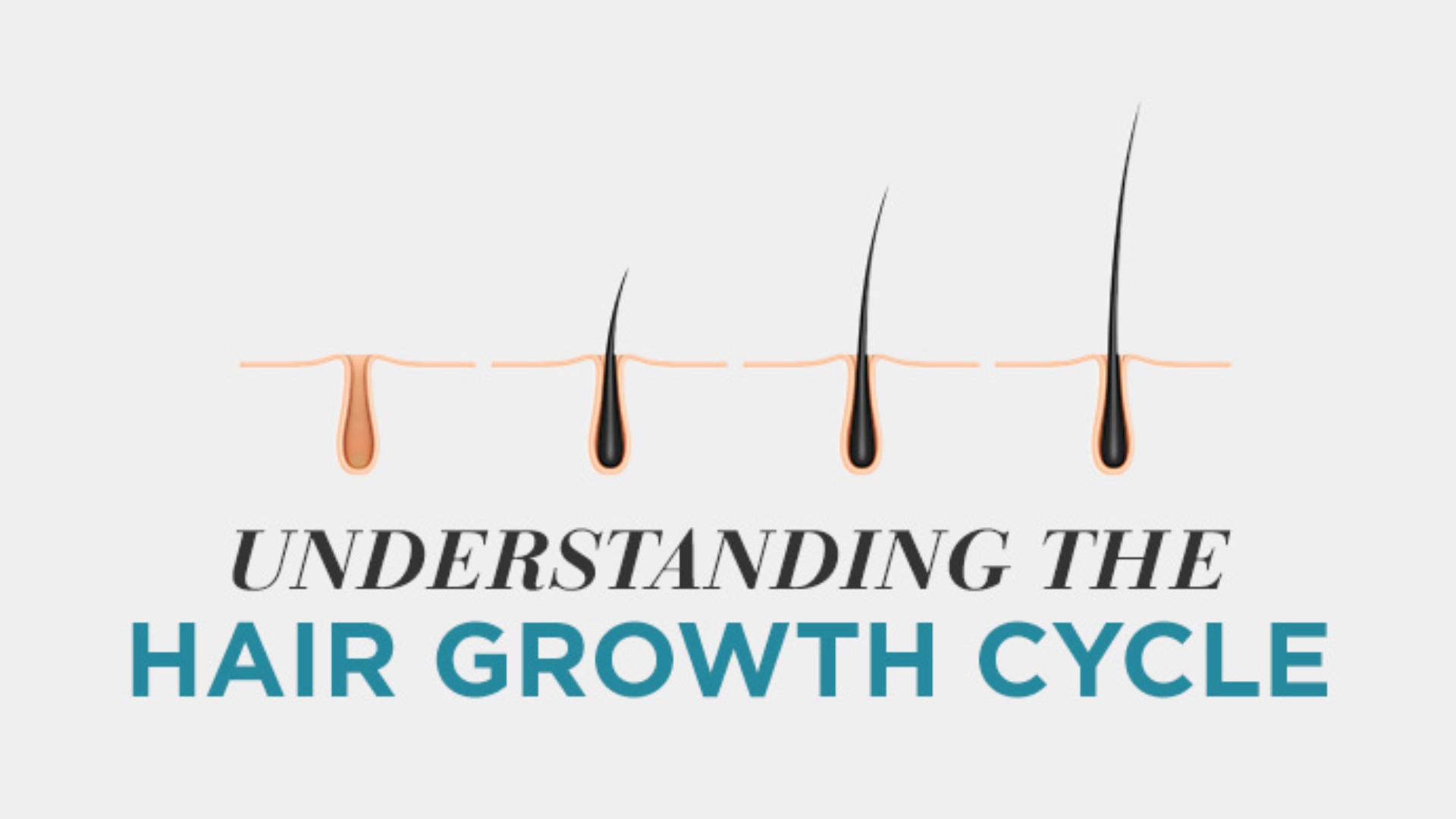 Load video: The Hair Growth Cycle